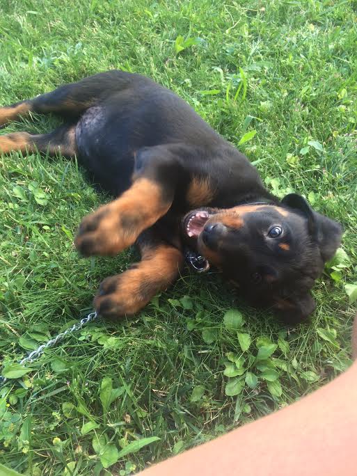  beauceron de travail domainedelalicorne.fr Elevage de beauceron chiot beauceron pure race élevage du clos de la licorne elevage des gardiens de la licorne elevage beauceron noir et feu authentique gros gabarits élevage de Beauceron familial sérieux et qualité domainedelalicorne.fr suivi des chiots conseil d’éducation chiot propre bas rouge santé caractère spécialiste du beauceron noir et feu ou arlequin chien rustique berger de France  nos chiots sont élevés avec amour et attention notre passion au service de la qualité Beauceron de qualité et sportif domaine de la licorne 04380 BARRAS élevage en liberté éleveur berger de beauce élevage de beauceron de travail 